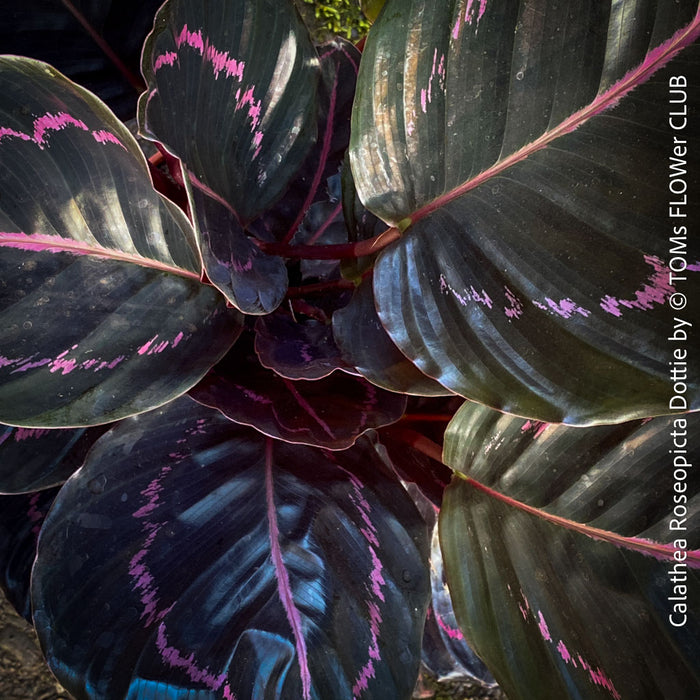 Calathea Roseopicta Dottie, organically grown tropical prayer plants for sale at TOMs FLOWer CLUB.
