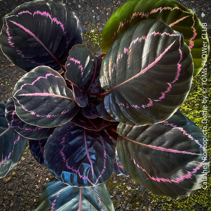 Calathea Roseopicta Dottie, organically grown tropical prayer plants for sale at TOMs FLOWer CLUB.