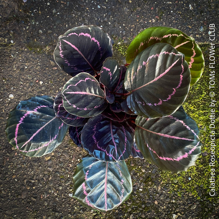 Calathea Roseopicta Dottie, organically grown tropical prayer plants for sale at TOMs FLOWer CLUB.