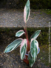 Calathea Triostar Indoor plants Houseplants Marantaceae family Tropical plants Brightly colored foliage Plant care tips Watering requirements Lighting requirements Humidity requirements Plant propagation Plant diseases and pests Decorative plants Air-purifying plants Plant enthusiasts Interior decoration Natural home decor Green living Zimmerpflanze, TOMs FLOWer CLUB