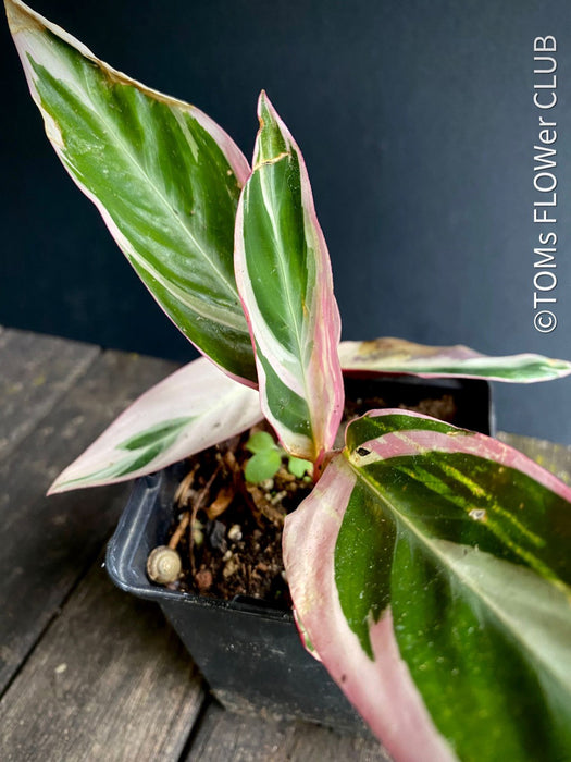 Calathea Triostar Indoor plants Houseplants Marantaceae family Tropical plants Brightly colored foliage Plant care tips Watering requirements Lighting requirements Humidity requirements Plant propagation Plant diseases and pests Decorative plants Air-purifying plants Plant enthusiasts Interior decoration Natural home decor Green living Zimmerpflanze, TOMs FLOWer CLUB