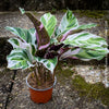 Calathea White Fusion, organically grown tropical plants for sale at TOMs FLOWer CLUB.