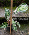 Calathea White Fusion, organically grown tropical plants for sale at TOMsFLOWer CLUB.
