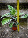 Calathea White Fusion, organically grown tropical plants for sale at TOMs FLOWer CLUB.