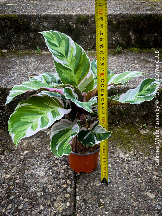 Calathea White Fusion, organically grown tropical plants for sale at TOMs FLOWer CLUB.