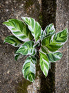 Calathea White Fusion, organically grown tropical plants for sale at TOMs FLOWer CLUB.