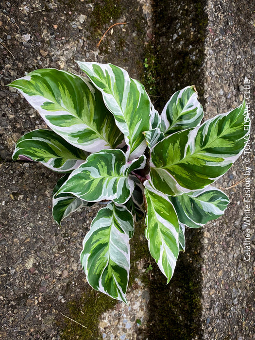 Calathea White Fusion, organically grown tropical plants for sale at TOMs FLOWer CLUB.