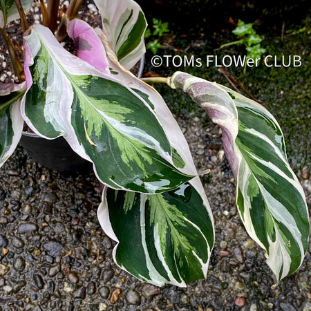 Calathea White Fusion, organically grown tropical plants for sale at TOMsFLOWer CLUB.