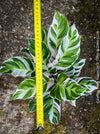 Calathea White Fusion, organically grown tropical plants for sale at TOMs FLOWer CLUB.