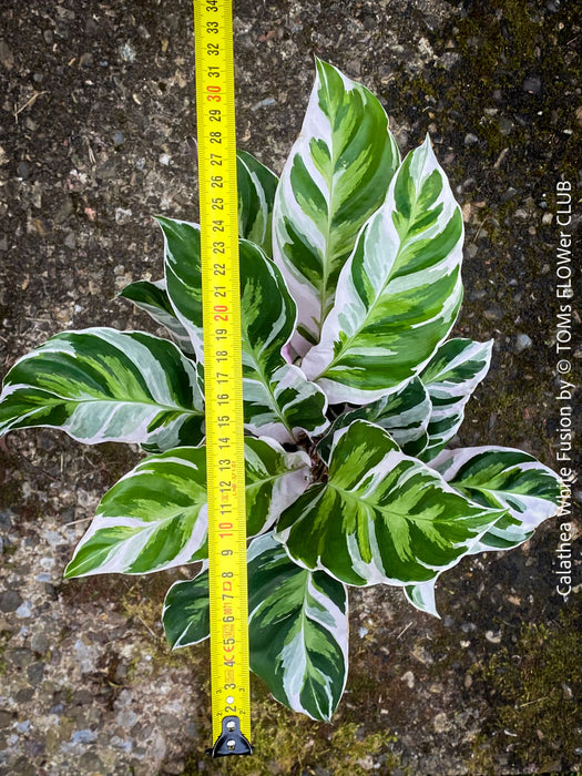 Calathea White Fusion, organically grown tropical plants for sale at TOMs FLOWer CLUB.