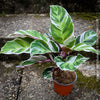 Calathea White Fusion, organically grown tropical plants for sale at TOMs FLOWer CLUB.