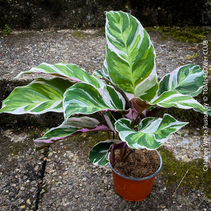 Calathea White Fusion, organically grown tropical plants for sale at TOMs FLOWer CLUB.