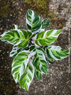 Calathea White Fusion, organically grown tropical plants for sale at TOMs FLOWer CLUB.