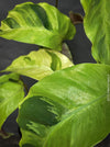 Calathea Yellow Fusion, organically grown tropical plants for sale at TOMsFLOWer CLUB.