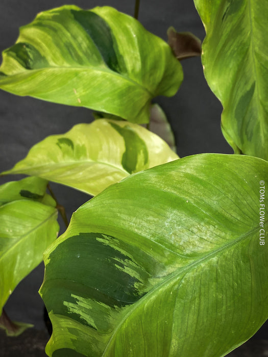 Calathea Yellow Fusion, organically grown tropical plants for sale at TOMsFLOWer CLUB.