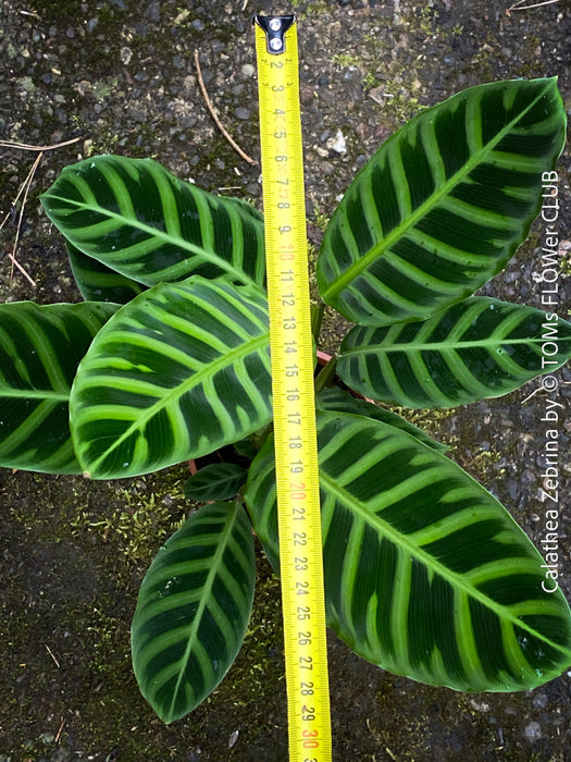 Calathea zebrina, organically grown tropical plants for sale at TOMs FLOWer CLUB.