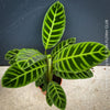 Calathea zebrina, organically grown tropical plants for sale at TOMs FLOWer CLUB.