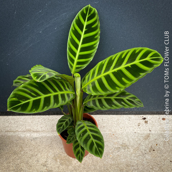 Calathea zebrina, organically grown tropical plants for sale at TOMs FLOWer CLUB.