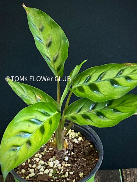 Calathea Concinna Freddie, organically grown tropical plants for sale at TOMs FLOWer CLUB.