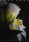 Calendar 2026 made by Swiss photographer TOMAS RODAK with CAMELLIA FLOWERS offered for sale at TOMs FLOWer CLUB. 