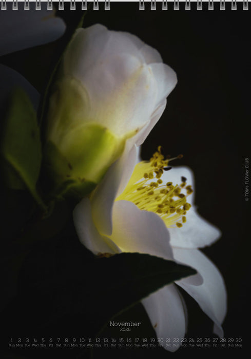 Calendar 2026 made by Swiss photographer TOMAS RODAK with CAMELLIA FLOWERS offered for sale at TOMs FLOWer CLUB. 
