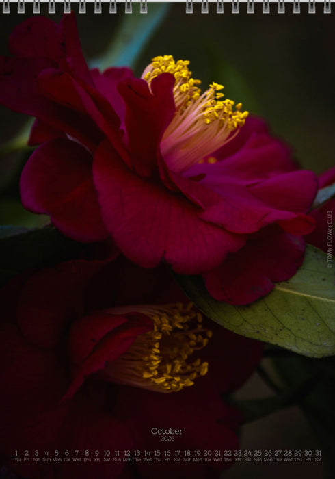 Calendar 2026 made by Swiss photographer TOMAS RODAK with CAMELLIA FLOWERS offered for sale at TOMs FLOWer CLUB. 
