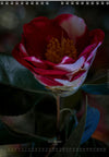 Calendar 2026 made by Swiss photographer TOMAS RODAK with CAMELLIA FLOWERS offered for sale at TOMs FLOWer CLUB. 