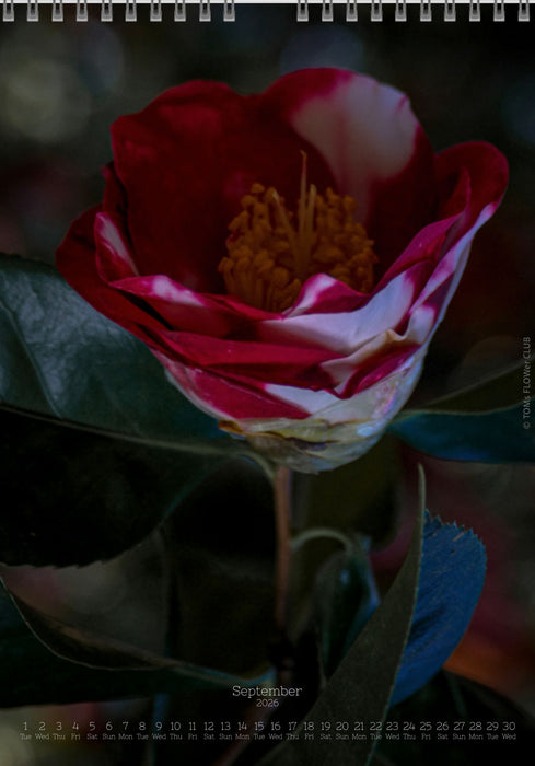 Calendar 2026 made by Swiss photographer TOMAS RODAK with CAMELLIA FLOWERS offered for sale at TOMs FLOWer CLUB. 