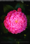 Calendar 2026 made by Swiss photographer TOMAS RODAK with CAMELLIA FLOWERS offered for sale at TOMs FLOWer CLUB. 