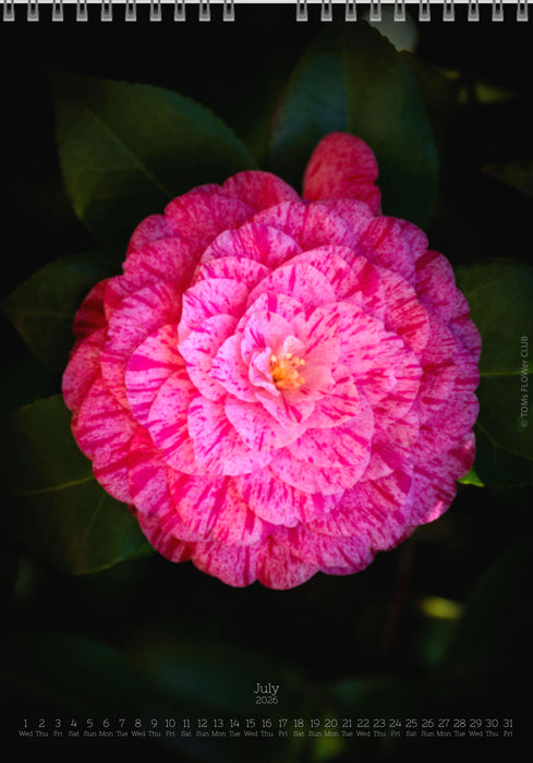 Calendar 2026 made by Swiss photographer TOMAS RODAK with CAMELLIA FLOWERS offered for sale at TOMs FLOWer CLUB. 