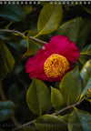 Calendar 2026 made by Swiss photographer TOMAS RODAK with CAMELLIA FLOWERS offered for sale at TOMs FLOWer CLUB. 