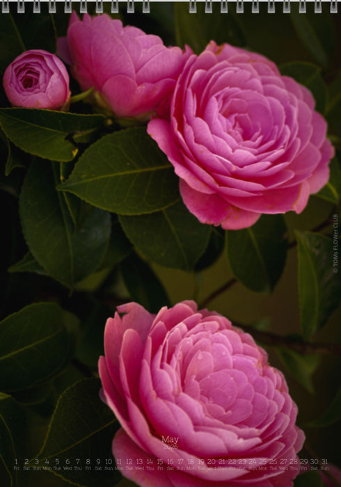 Calendar 2026 made by Swiss photographer TOMAS RODAK with CAMELLIA FLOWERS offered for sale at TOMs FLOWer CLUB. 