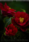 Calendar 2026 made by Swiss photographer TOMAS RODAK with CAMELLIA FLOWERS offered for sale at TOMs FLOWer CLUB. 