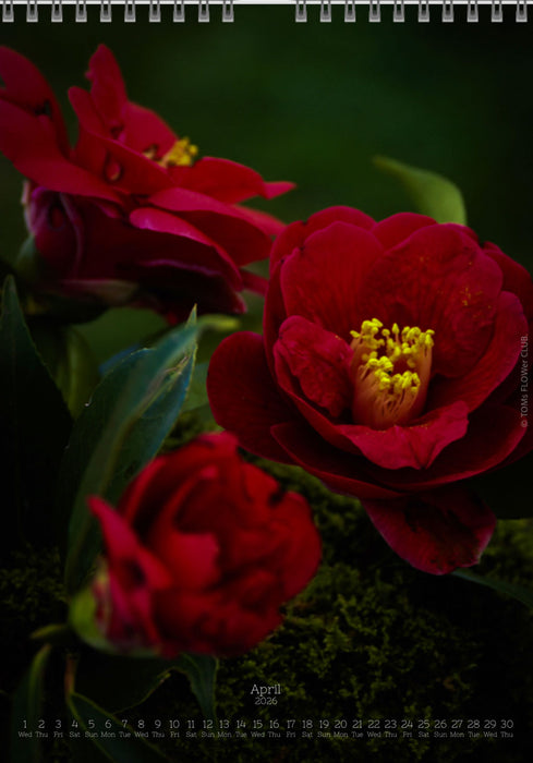 Calendar 2026 made by Swiss photographer TOMAS RODAK with CAMELLIA FLOWERS offered for sale at TOMs FLOWer CLUB. 