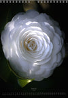 Calendar 2026 made by Swiss photographer TOMAS RODAK with CAMELLIA FLOWERS offered for sale at TOMs FLOWer CLUB. 