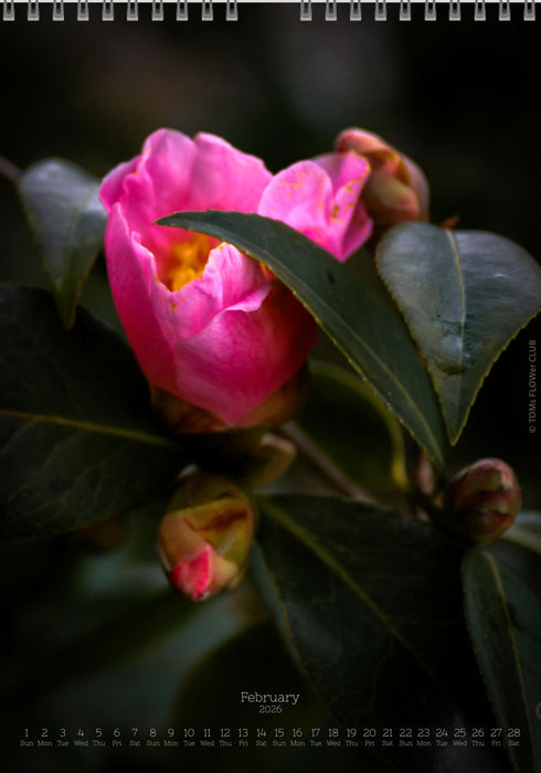Calendar 2026 made by Swiss photographer TOMAS RODAK with CAMELLIA FLOWERS offered for sale at TOMs FLOWer CLUB. 