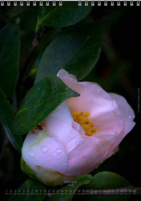 Calendar 2026 made by Swiss photographer TOMAS RODAK with CAMELLIA FLOWERS offered for sale at TOMs FLOWer CLUB. 