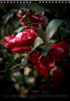 Calendar 2026 made by Swiss photographer TOMAS RODAK with CAMELLIA FLOWERS offered for sale at TOMs FLOWer CLUB. 