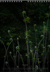 Calendar 2026 made by Swiss photographer TOMAS RODAK with FERNS offered for sale at TOMs FLOWer CLUB. 