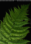 Calendar 2026 made by Swiss photographer TOMAS RODAK with FERNS offered for sale at TOMs FLOWer CLUB. 