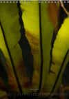 Calendar 2026 made by Swiss photographer TOMAS RODAK with FERNS offered for sale at TOMs FLOWer CLUB. 