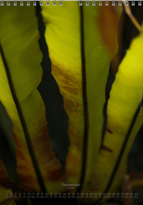 Calendar 2026 made by Swiss photographer TOMAS RODAK with FERNS offered for sale at TOMs FLOWer CLUB. 