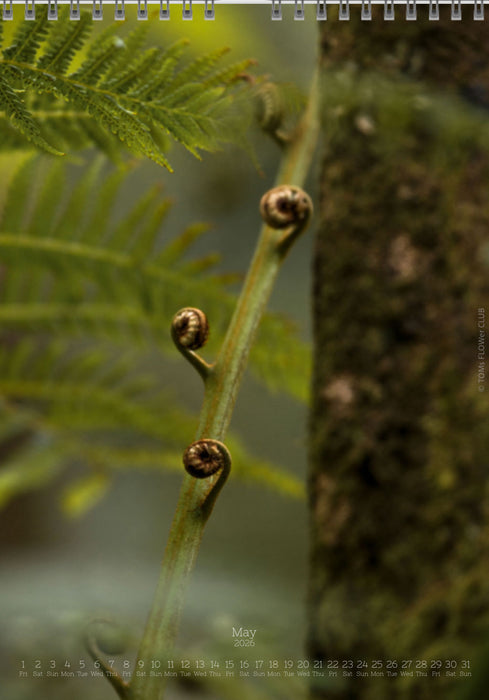Calendar 2026 made by Swiss photographer TOMAS RODAK with FERNS offered for sale at TOMs FLOWer CLUB. 