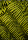 Calendar 2026 made by Swiss photographer TOMAS RODAK with FERNS offered for sale at TOMs FLOWer CLUB. 