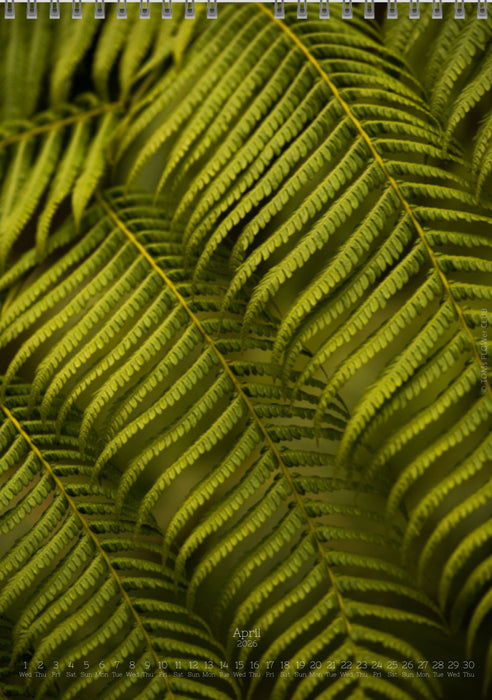 Calendar 2026 made by Swiss photographer TOMAS RODAK with FERNS offered for sale at TOMs FLOWer CLUB. 