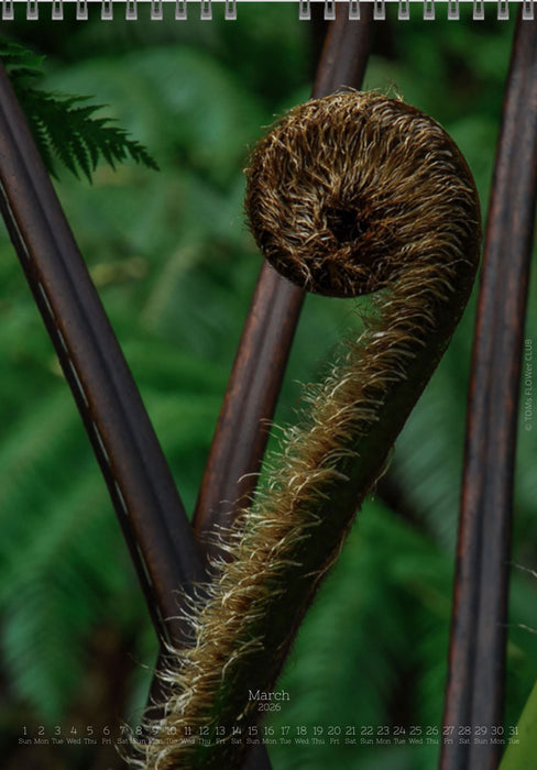 Calendar 2026 made by Swiss photographer TOMAS RODAK with FERNS offered for sale at TOMs FLOWer CLUB. 