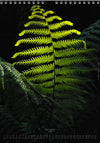 Calendar 2026 made by Swiss photographer TOMAS RODAK with FERNS offered for sale at TOMs FLOWer CLUB. 