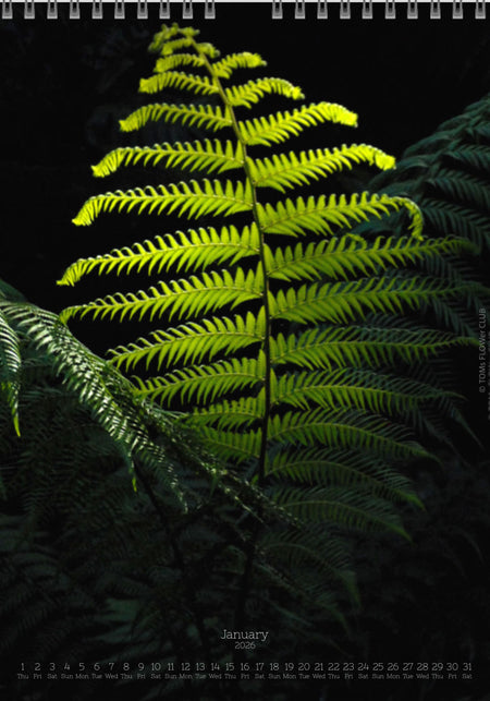 Calendar 2026 made by Swiss photographer TOMAS RODAK with FERNS offered for sale at TOMs FLOWer CLUB. 