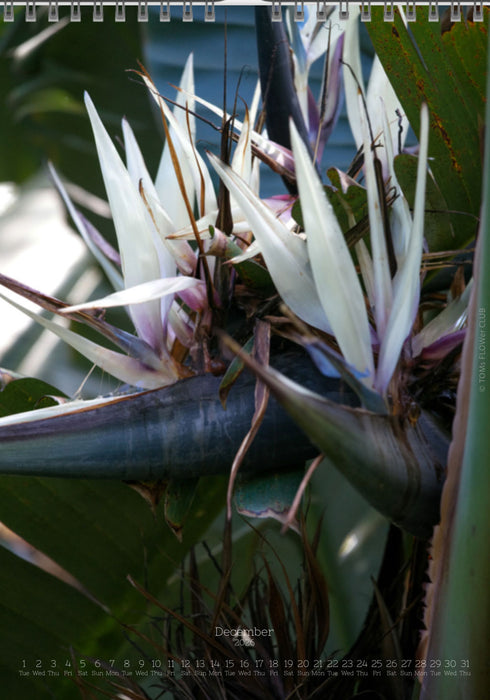 Tomas Rodak, Calendar 2026, Wandkalender 2026, Madeira, Blumeninsel, Kalendar, New year, neues Jahr, Neujahr, Kalendar, for sale by TOMs FLOWer CLUB
