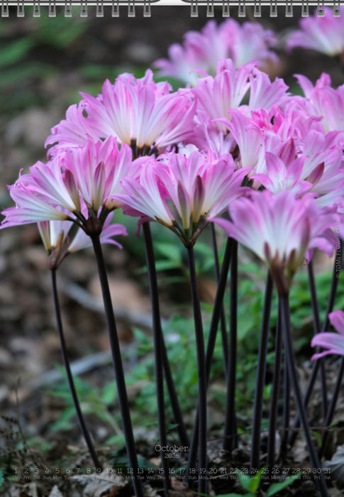 Tomas Rodak, Calendar 2026, Wandkalender 2026, Madeira, Blumeninsel, Kalendar, New year, neues Jahr, Neujahr, Kalendar, for sale by TOMs FLOWer CLUB